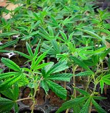 Uprawa organiczna – kilka wskazówek cz. 2