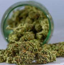 Legalna marihuana w niemieckich domach.