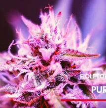 Purple Haze