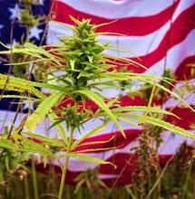 U.S.A. svolta repubblicana a favore della Cannabis