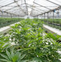 V Zimbabwe zprovoznili produkci marihuany za 27 mil. USD