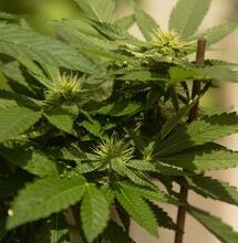 VPD Mastery for LED Cannabis Growing