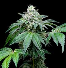 5 Variedades que no pueden faltar en tu cultivo