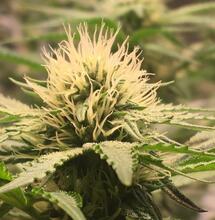 Verliert das kalifornische Gras seine Potenz?