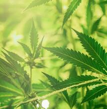 Versamtes Weed: So rettet man die Ernte