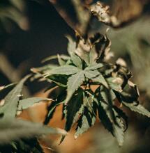 Cannabis Plant