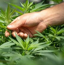 Propiedades y beneficios de las vitaminas B1 y B12 para cultivo de marihuana.