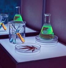 kyseliny které prospívají rostlinám