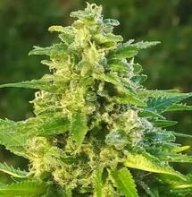 Montez le volume du THC !