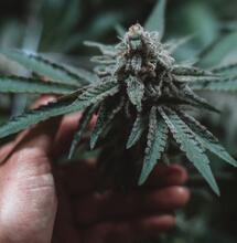 Vše o fenotypech konopí a jejich výběru