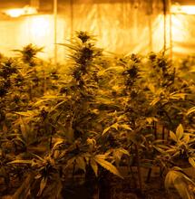 Vytahování konopí do výšky mějte pod kontrolou