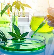 Wageningse onderzoekers: oercannabis had medische kwaliteiten