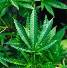 Warum die Wasserqualität beim Anbau von Cannabis entscheidend ist