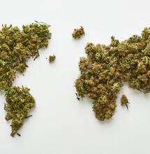 Wat kunnen we leren van cannabisbeleid in het buitenland?