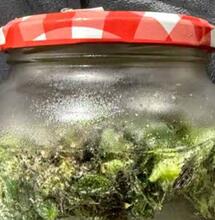 Water hash : comment choisir les variétés les mieux adaptées ?