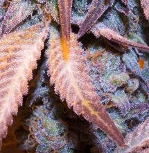 Watermelon Weddingcake