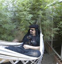 We grow cannabis: guía gratis de cultivo cannábico de Jorge Cervantes.