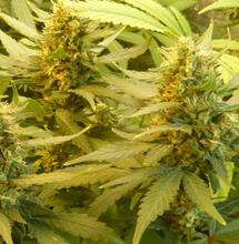 Peut-on être allergiqueà la weed ?