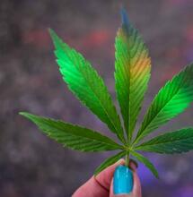 Administración liposomal: mejorando la eficiencia y potencia del CBD