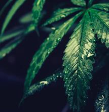 leaves of marijuana.