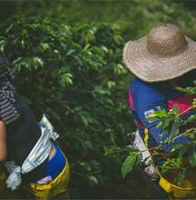 Colombia: el presidente quiere una reforma del cannabis