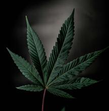 Welsh Council to Protect Medicinal Cannabis Users