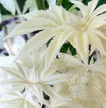 Albino Cannabis Plants: Unveiling Rare Phenomena