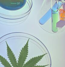 Understanding Hemp-Derived and Synthetic Cannabinoids