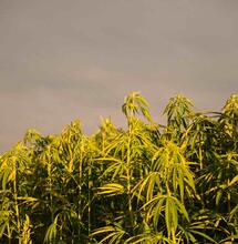 Hemp Derived CBD As An Alternative For Medicinal Use