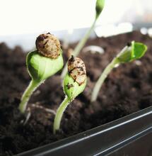 The Best Ways to Germinate Cannabis Seeds