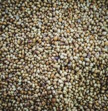 Hemp Seeds Under U.S. Government Scrutiny: Implications of New Federal Ban