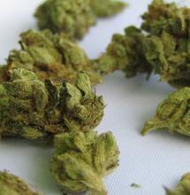 Everything You Need to Know About Cannabis Odour