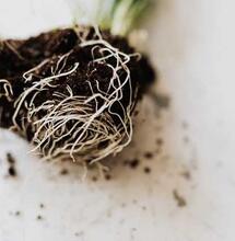 How to Use Mycorrhizae 