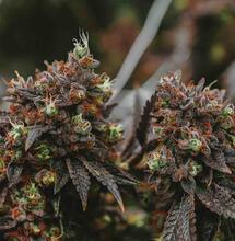Cannabis Revegetation: Restoring Growth After Flowering