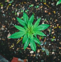 Potassium: The Essential Nutrient for Plant Quality and Health