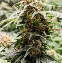 What is Rhizobacteria?