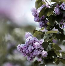 Terpineol: The Floral Compound Found in Cannabis and Lilac