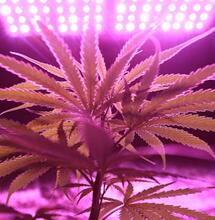 Home vs. Commercially Grown Cannabis: Pros and Cons