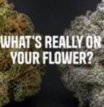 The Sprayed Flower Problem: Why Europe’s Cannabis Retailers Need to Know What They’re Actually Selling