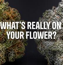 The Sprayed Flower Problem: Why Europe’s Cannabis Retailers Need to Know What They’re Actually Selling