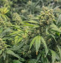 what are the easiest cannabis strains to grow