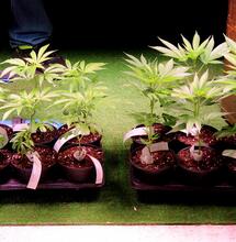 Indica Sativa Trade 2022: i nomi degli stand premiati