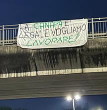 "La canapa è legale. Vogliamo lavorare": protesta pacifica per la chiarezza