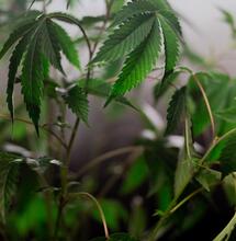 When to Grow Weed Outdoors