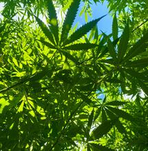 The Best Areas for Growing Cannabis in the U.S.A.