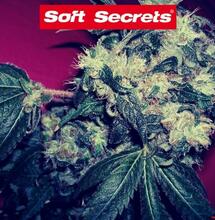 Klasyka - White Widow