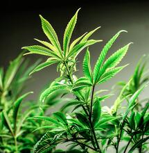 Nitrogen and Phosphorus Deficiencies in Cannabis Plants