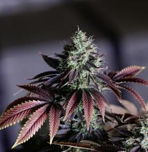 Why Your Plants Need Phosphorus