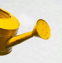 Why Flushing Your Cannabis Plants is Important