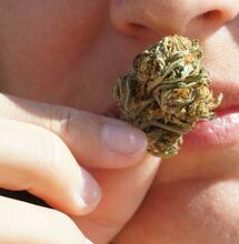 What Gives Cannabis Its Distinctive Smell?